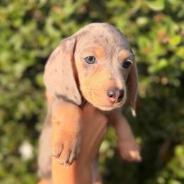 Blue and cream dapple boy - Dapple male Dachshund puppy in Lemon Grove, California from GMZ Doxies SD