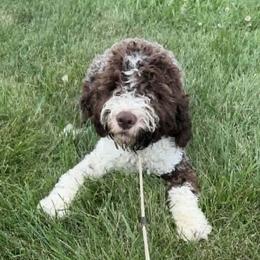 Knox - Brown male Lagotto Romagnolo puppy in Akron, New York from Almar Lagotto