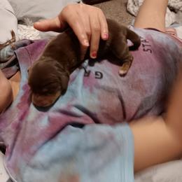 Tim - Chocolate male Dachshund puppy in Wichita, Kansas from Lauren's Dachshunds
