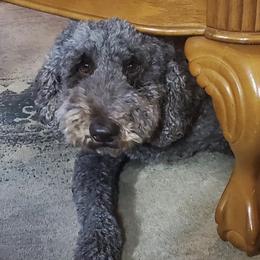 Goldendoodle Puppies from Goldhaly Peach Doodles