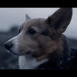 Misia - Pembroke Welsh Corgi