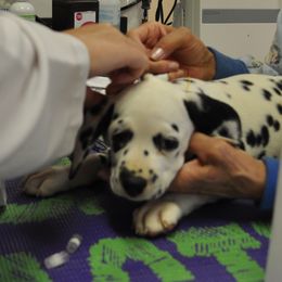 Dalmatian Puppies from Dracorn Dalmatians