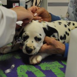 Dalmatian Puppies from Dracorn Dalmatians