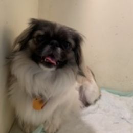 Powder puff - Pekingese