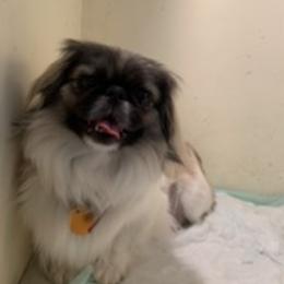 Powder puff - Pekingese