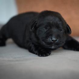 Cinnamon - Black female Labrador Retriever puppy in Ridgecrest, California from Black Mountain Service Dogs