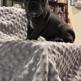 Purple - Blue female French Bulldog puppy in Kyle, Texas from Small Town Frenchies