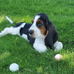 Basset Hounds from Melody's Basset Hounds