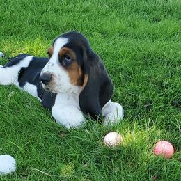 Basset Hounds from Melody's Basset Hounds