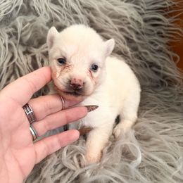 Sugar - White female Pomsky puppy in La Verne, California from Red Cedar Pomskies