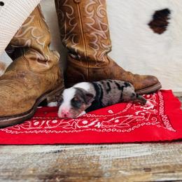 'Svenja' - Blue merle female Australian Shepherd puppy in Durand, Wisconsin from Larson’s Legacy Aussome Aussie Kennels