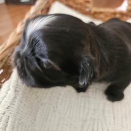 Male 3 - Black and tan male Shih Tzu puppy in Riverview, Florida from Dancing Sun Breeding