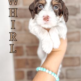 Whirl - Chocolate female Australian Labradoodle puppy in Decatur, Alabama from Southern Meadows Doodles
