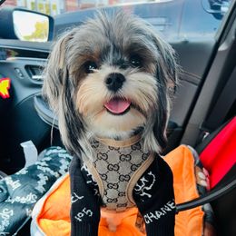 Tamera - Biewer Terrier