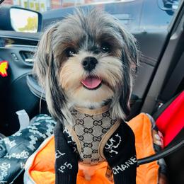 Tamera - Biewer Terrier