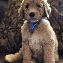 Aussiedoodle, Bernedoodle, and Poodle Puppies from Megan’s Spoiled Standards