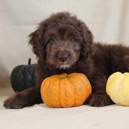 Athena - Red female Aussiedoodle puppy in Colonial Beach, Virginia from Bristol Mine Kennels