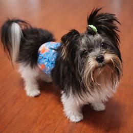 Huxley - Yorkshire Terrier