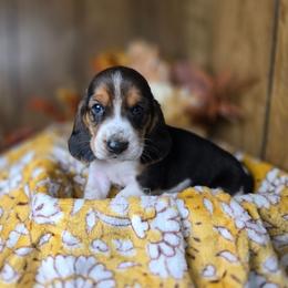 Vermax - Black white and tan male Basset Hound puppy in Valley, Washington from Enchanted Valley Paws