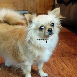 Eevee - Chihuahua