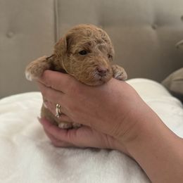Assorted Doodle Crosses Puppies from Kovalenko Poodles