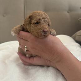 Assorted Doodle Crosses Puppies from Kovalenko Poodles