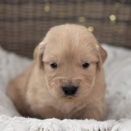 Purple Girl - Golden female Golden Retriever puppy in Silver Lake, Indiana from Seven Hills Goldens