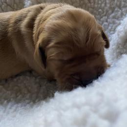 Miss Liberty - Dark golden female Golden Retriever puppy in Chico, California from Glenmac Goldens