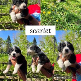 Australian Shepherd Puppies from Virginia Risley