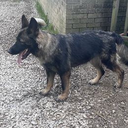 Elvis - German Shepherd