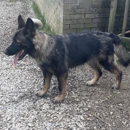 Elvis - German Shepherd