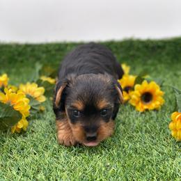 Brexton-1500 CKC - Black and tan male Yorkshire Terrier puppy in Douglas, Georgia from Heartland small breeds