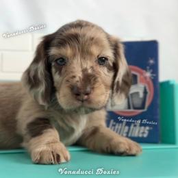 Zote - Dapple male Dachshund puppy in Chandler, Arizona from Vonaducci Doxies, LLC.
