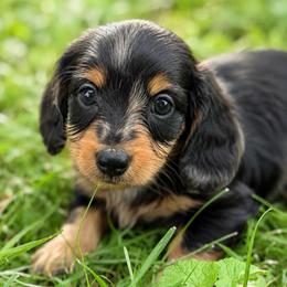 Raj - Black and tan male Dachshund puppy in Greenup, Kentucky from Tygart Creek Dachshunds