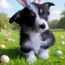 V-3.  Victor - Black and tan male Pembroke Welsh Corgi puppy in Sanford, Michigan from Tambali Pembroke Welsh Corgis