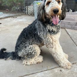 Walter - Bernedoodle