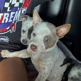 Lilly - Blue female Australian Cattle Dog puppy in Timpson, Texas from Double S Kennel