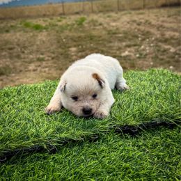 O5 - Red speckled female Australian Cattle Dog puppy in Spokane, Washington from 4D Cattle Dogs