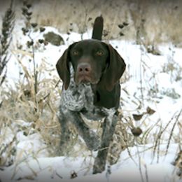German Shorthaired Pointer All Grown Up from Pro Shot Gundogs