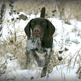German Shorthaired Pointer All Grown Up from Pro Shot Gundogs