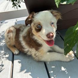 Boy 1 - Red merle male Miniature Australian Shepherd puppy in Southport, North Carolina from Small Mini/Toy Aussies