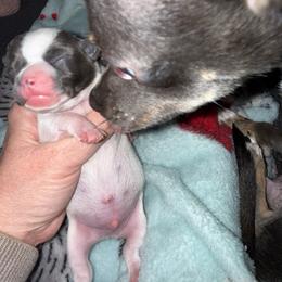 Gordy - Blue and white male Chihuahua puppy in Hackleburg, Alabama from Clements Chihuahua