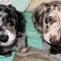 Dachshund Puppies from Piper’s Tree Dachshunds