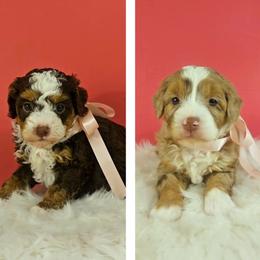 Poppy and Tulip - Phantom female Bernedoodle puppy in Russell Springs, Kentucky from 270 Doodles