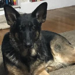 German Shepherds from Lianna German Shepherds