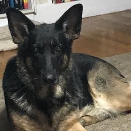 German Shepherds from Lianna German Shepherds