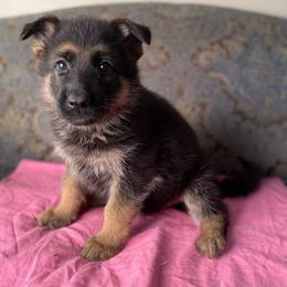 Fuchsia collar girl - Black and red female German Shepherd puppy in Coleta, Illinois from Four Leaf Farm- Vom Vierblättriges Bauernhof