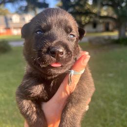 Male 2 - Black brindle male Dutch Shepherd puppy in Raceland, Louisiana from Fontana Farm