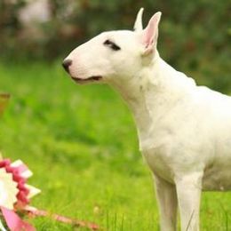 Miniature Bull Terriers from Cambria