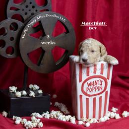 Macchiato RED COLLAR  Boy    3500 - Apricot male Goldendoodle puppy in Corona, California from Fluffy Puppy Mini Doodles LLC